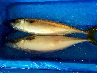 20120827_saba.jpg
