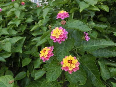 CIMG0931.jpg