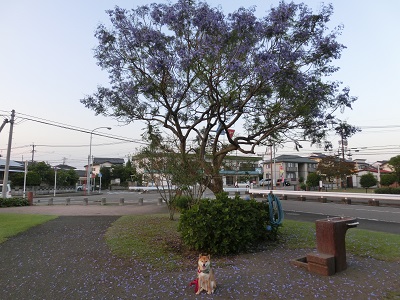 CIMG5457.jpg