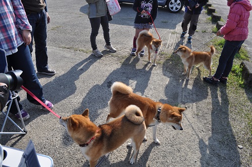 DSC_0010_20130310215220.jpg