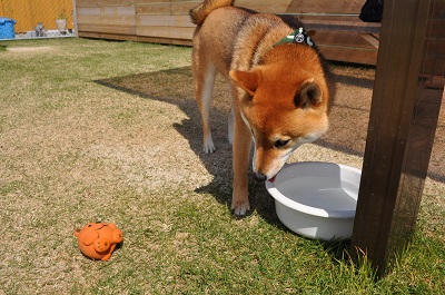DSC_0023_20130414230416.jpg