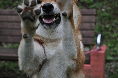 DSC_0031.jpg