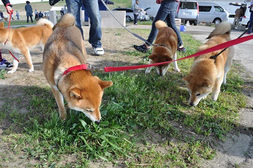 DSC_0034_20130310215220.jpg