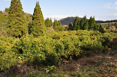 DSC_0038_20121210235829.jpg