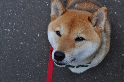 DSC_0042_20130504133911.jpg