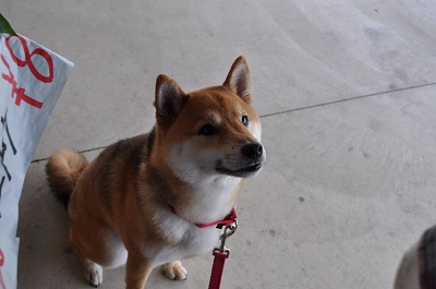 DSC_0103.jpg
