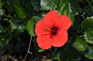 DSC_0105.jpg