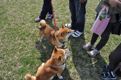 DSC_0106_20130310220138.jpg