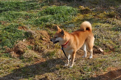 DSC_0107_20121212174119.jpg