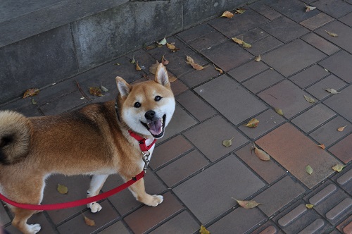 DSC_0203.jpg