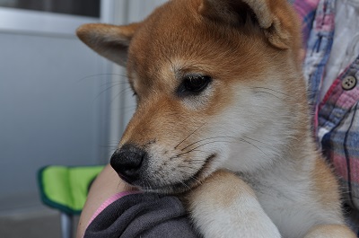 DSC_0210_20130526234610.jpg