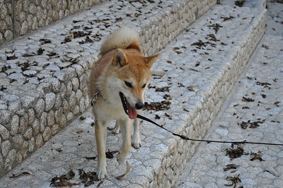DSC_0225.jpg