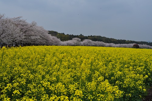 DSC_0298.jpg