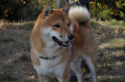 DSC_0337.jpg