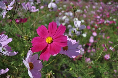 DSC_0588.jpg