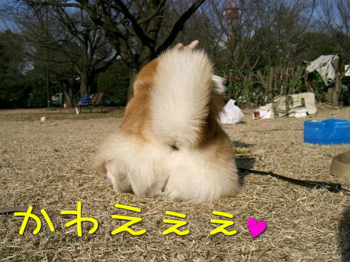 ぷりけつ