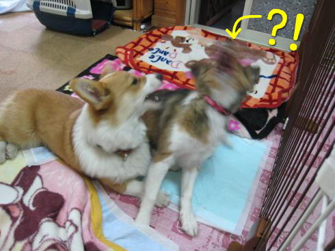 未確認生物その1?