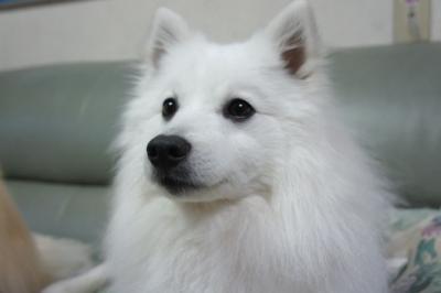 主役はキリリとしたお顔でしゅ♪