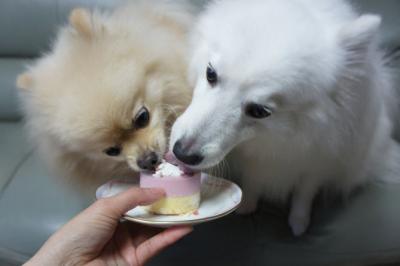 ボクのです!