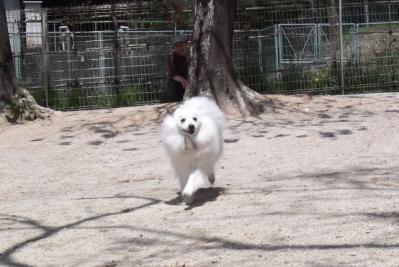 忠犬でちよ