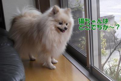 猫はどこでちか?