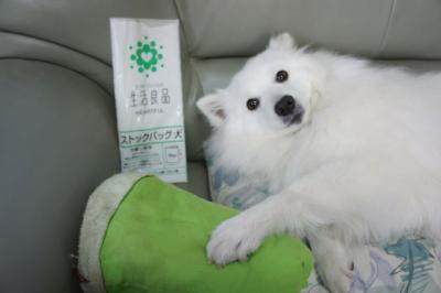 安眠を妨害されて不機嫌でしゅ