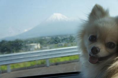 富士山とぼちゅ