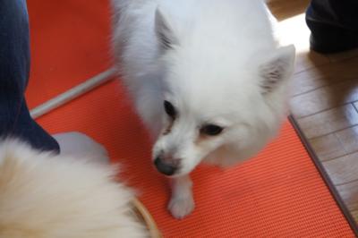 ほわちゃん