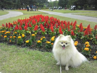 ぼちゅも電池切れでち