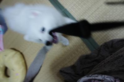 戦うです!