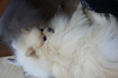 なんで写真を撮るんでちか?