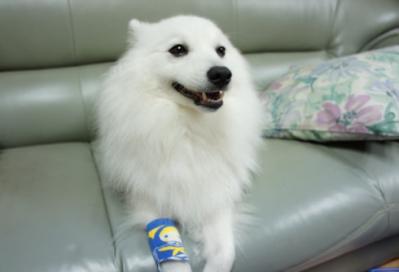 似合うでしゅか