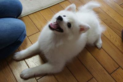 伏せは首の運動だって