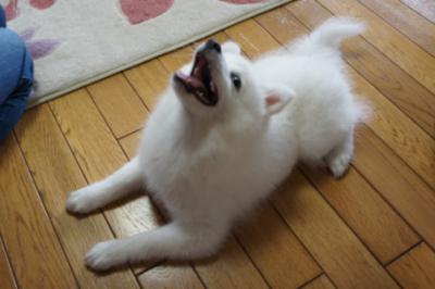 パパから教えてもらったでちゅ