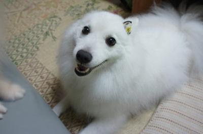 耳が変でしゅ~