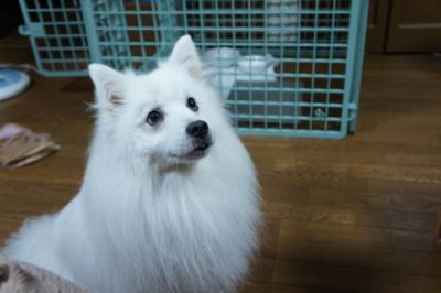 かっこいい父です!