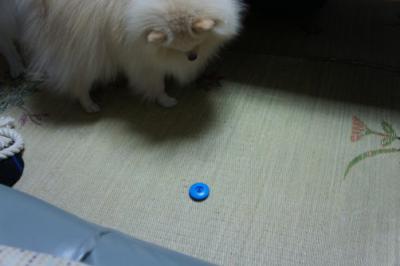 近づくとお髭が痛いでち
