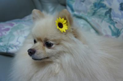 お馬鹿っぽいから似合ってるでち
