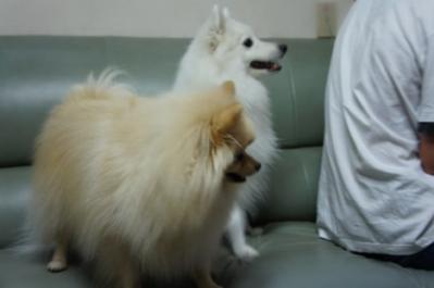 見えないでしゅ