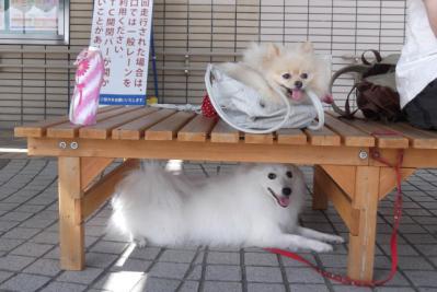 暑いでしゅ~