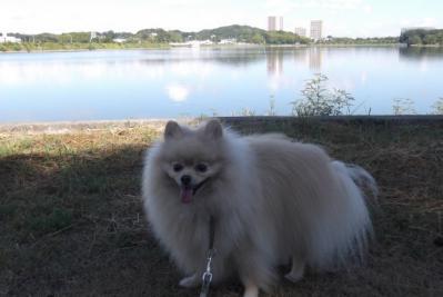 でっかい池でち