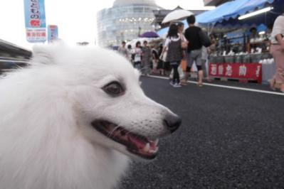 どえらいたくさんの人に撫でられたがね