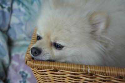 噛み応え良いでちね