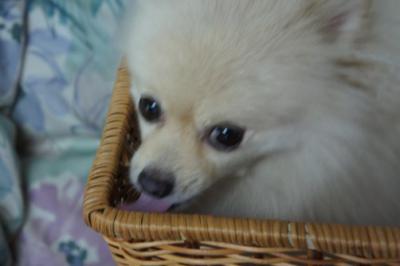 叱られても辞めないでちよ