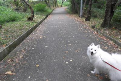 誰もいないいい道でしゅ