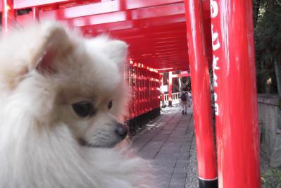 願いが通る鳥居でち