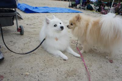 さくらちゃんとちぃ