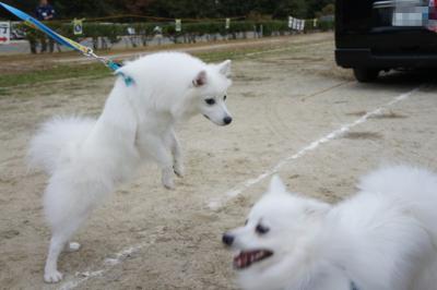 ボス君ともけ君