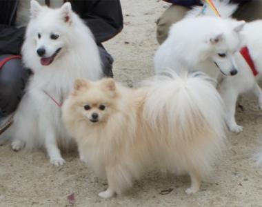 駄犬って誰でちか