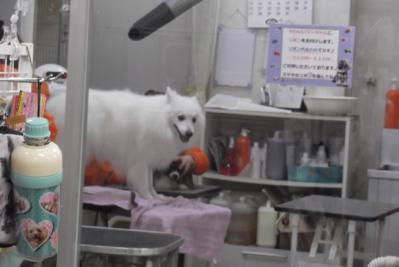 もうすぐ終わるから待ってて欲しいでしゅ